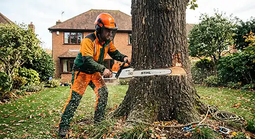 Tree felling 1