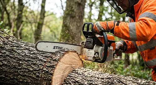 Tree felling 2