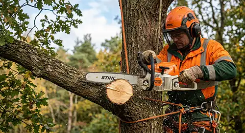 Professional tree surgery 1