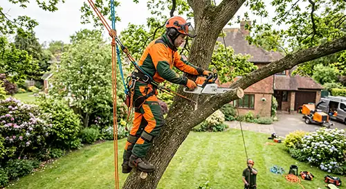 Professional tree surgery 2